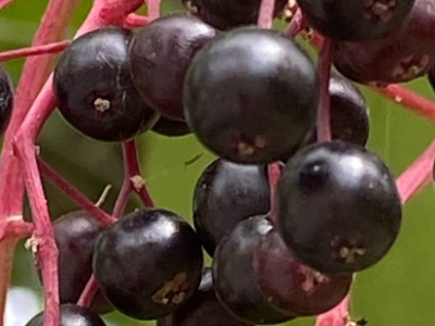 Schwarzer Holunder – Powerbeeren aus der Natur 🌿🍇