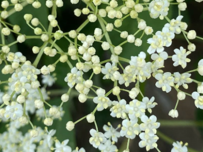 🌸 Frau Holles Zauberbaum 🌸