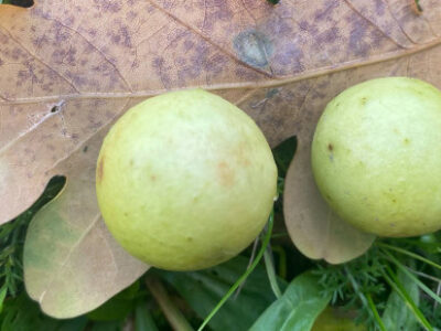 🍎 Mini-Äpfel an Eichen? Das steckt dahinter! 🌳✨