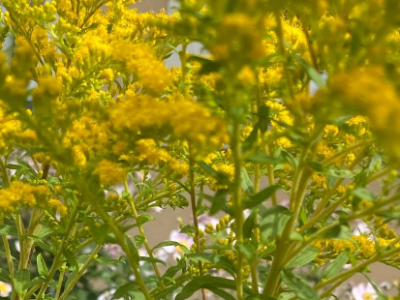 Goldrute – Sonnengelb mit Schattenseiten 🌻