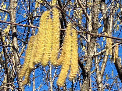 Gelbe Kätzchen überall verraten: Der Frühling kommt!