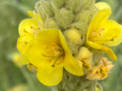 Wer bin ich? Die Pflanze, die früher als Fackel brannte! 🔥🌼